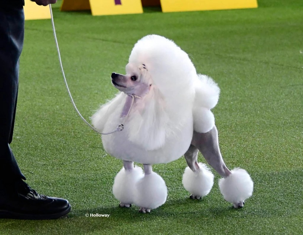 toy poodle at WKC